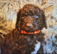 Male chocolate standard Sheepadoodle