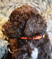 Male chocolate standard Sheepadoodle