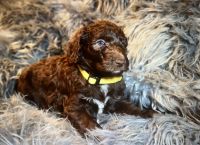 Female chocolate standard Sheepadoodle puppy