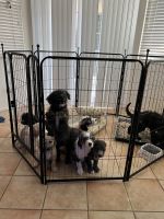 Sheepadoodle Puppies for sale in Lake Elsinore, CA, USA. price: $300