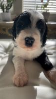 Sheepadoodle Puppies for sale in Austin, TX, USA. price: $2,500