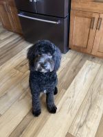 Sheepadoodle Puppies for sale in Raymond, NE 68428, USA. price: $400