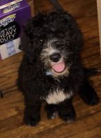 Sheepadoodle for sale EVERYTHING INCLUDED