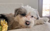 Adorable Sheepadoodle Puppy For Sale