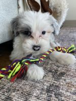 Adorable Sheepadoodle Puppy For Sale