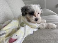 Adorable Sheepadoodle Puppy For Sale