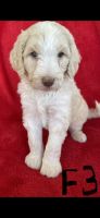 F1B Standard Sheepadoodle