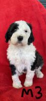 F1B Standard Sheepadoodle