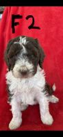 F1B Standard Sheepadoodle