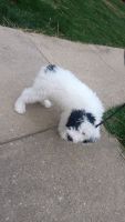 Sheepadoodle Puppies for sale in York, PA 17403, USA. price: $1,000