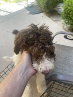 Sheepadoodle Puppies for sale in Sparks, NV, USA. price: $3,500