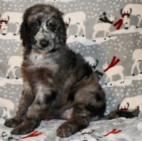 Sheepadoodle Puppies for sale in Abilene, TX, USA. price: $1,000