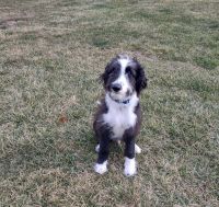 Sheepadoodle Puppies for sale in Pewamo, MI 48873, USA. price: $200