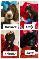 Sheepadoodle Puppies for sale in Ponchatoula, Louisiana. price: $300