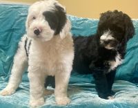 Sheepadoodle Puppies for sale in Abilene, Texas. price: NA