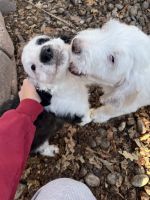 Sheepadoodle Puppies for sale in Broomfield, Colorado. price: $1,500