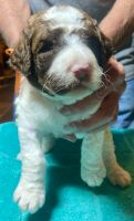 Sheepadoodle Puppies for sale in Winnsboro, TX 75494, USA. price: $1,000