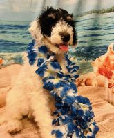 Sheepadoodle Puppies for sale in Fort Worth, Texas. price: $450