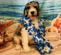 Sheepadoodle Puppies for sale in Fort Worth, Texas. price: $450