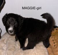 Sheepadoodle Puppies for sale in McComb, Mississippi. price: $1,000