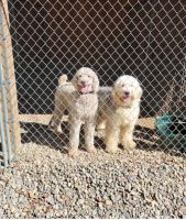 Sheepadoodle Puppies for sale in du Bois, Pennsylvania. price: NA