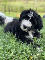 Sheepadoodle Puppies for sale in Crestwood, Kentucky. price: $700