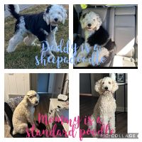 Sheepadoodle Puppies for sale in Murfreesboro, Tennessee. price: $350