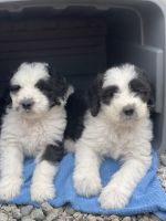Sheepadoodle Puppies for sale in Berlin, Maryland. price: $600