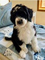Sheepadoodle Puppies for sale in New London, Minnesota. price: $950