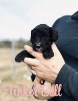 Sheepadoodle Puppies❤️