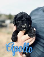 Sheepadoodle Puppies❤️