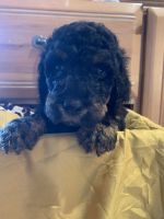 Male Sheepadoodle pup