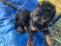 Male Sheepadoodle pup