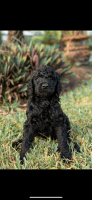 Sheepadoodle Puppies for sale in Naples, FL, USA. price: $2,500