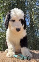 Sheepadoodle