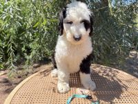 Sheepadoodle