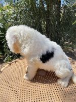 Sheepadoodle