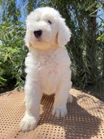 Sheepadoodle