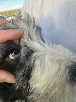 “Eye patch” Male