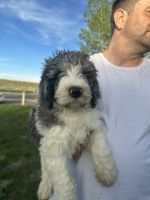 “Eye patch” Male