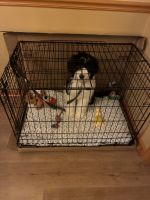 Sheepadoodle Puppies for sale in Parkville, MD 21234, USA. price: $800