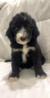 Sheepadoodle Puppies for sale in Pensacola, FL, USA. price: $1,000