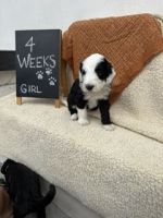 Sheepadoodle Puppies for sale in Whittier, CA 90605, USA. price: $2,000