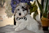 Sheepadoodle Puppies for sale in New River, AZ, USA. price: $1,000