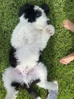 Sheepadoodle