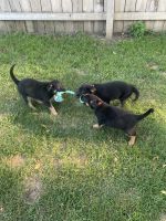 Shepard Labrador Puppies for sale in Flint, MI, USA. price: $500
