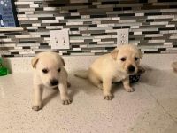 Shepard Labrador Puppies for sale in Wentzville, MO 63385, USA. price: $400