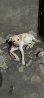 Shepard Labrador Puppies for sale in Ludhiana, Punjab, India. price: 5000 INR