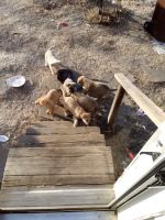 Shepard Labrador Puppies for sale in Shannon, Mississippi. price: $300
