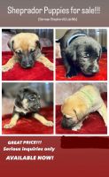 Shepard Labrador Puppies for sale in Linden, New Jersey. price: $350